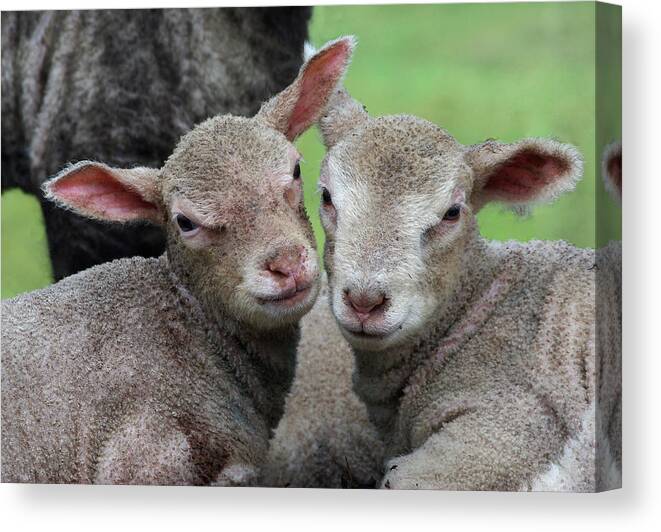 Lambs Canvas Print featuring the photograph Spring lambs by Pete Hemington