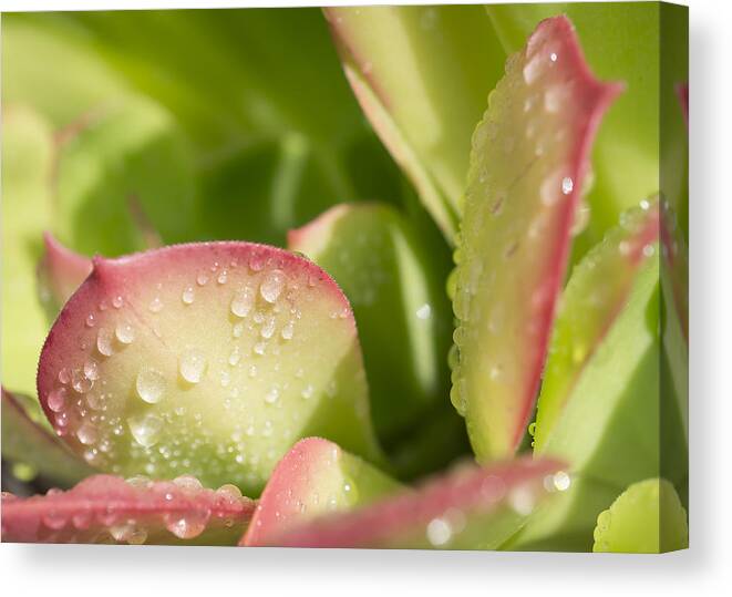 Succulent Canvas Print featuring the photograph Morning Light by Mariola Szeliga