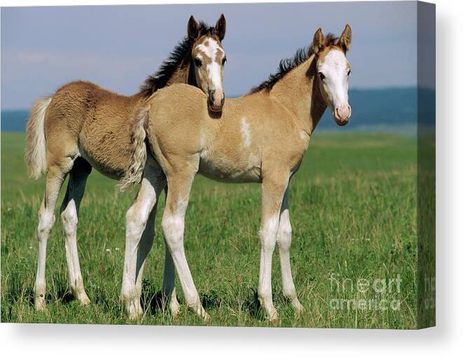 00340173 Canvas Print featuring the photograph Spring Mustang Foals by Yva Momatiuk John Eastcott