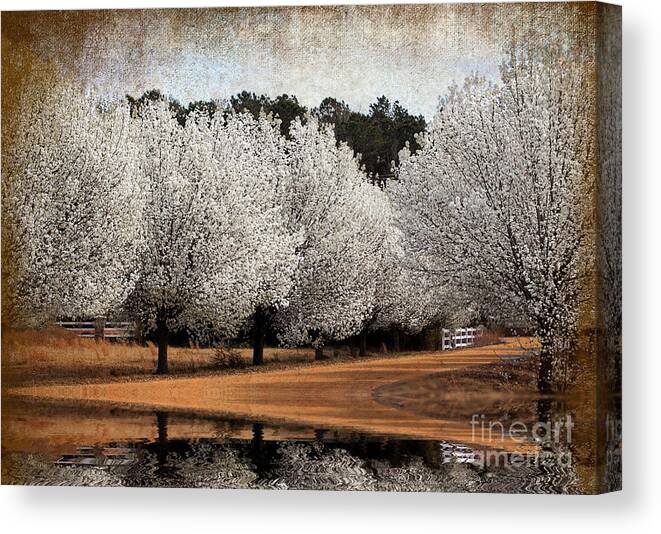 Flowers Canvas Print featuring the photograph Spring Pear Blossoms by Kathy Baccari