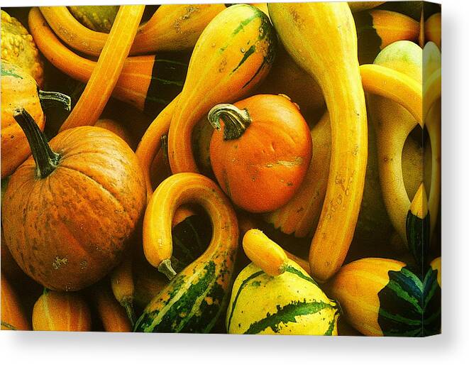 Fine Art Canvas Print featuring the photograph Squash by Rodney Lee Williams