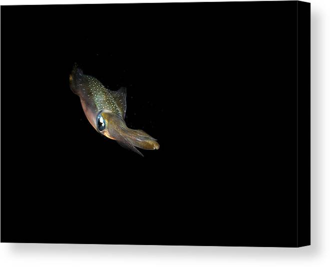 Grand Cayman Canvas Print featuring the photograph Squid Stare by Jean Noren