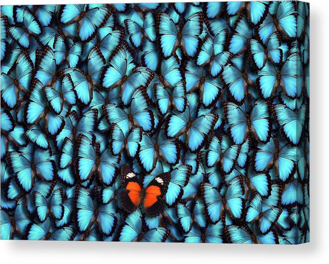 Orange Color Canvas Print featuring the photograph Standing Out From The Crowd by Borchee