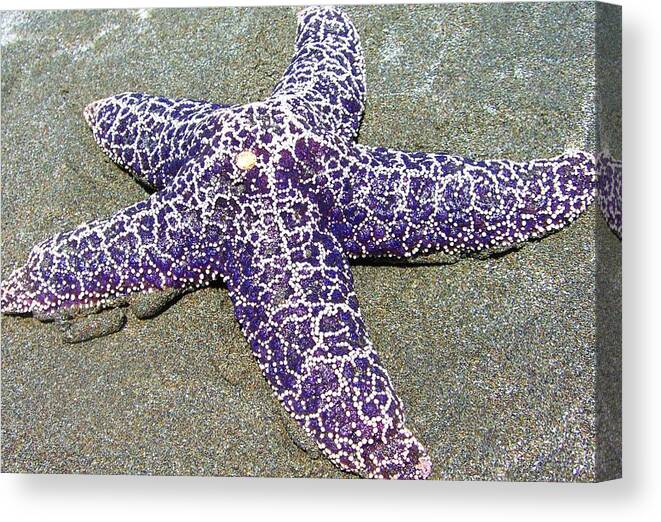 California Star Fish Canvas Print featuring the photograph Star by Julia Ivanovna Willhite