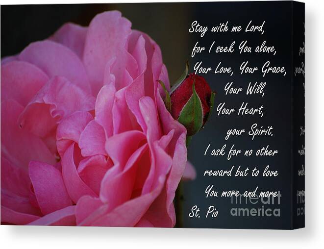 #catholcartgallery Canvas Print featuring the photograph Stay With Me by Sharon Elliott