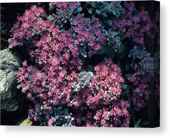 Stonecrop Canvas Print featuring the photograph Stonecrop Plants by Adrian Thomas/science Photo Library