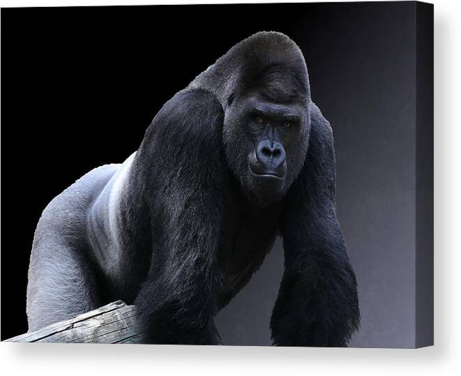 Vertebrate Canvas Print featuring the photograph Strong Adult Male Western Lowland Gorilla by © Debi Dalio