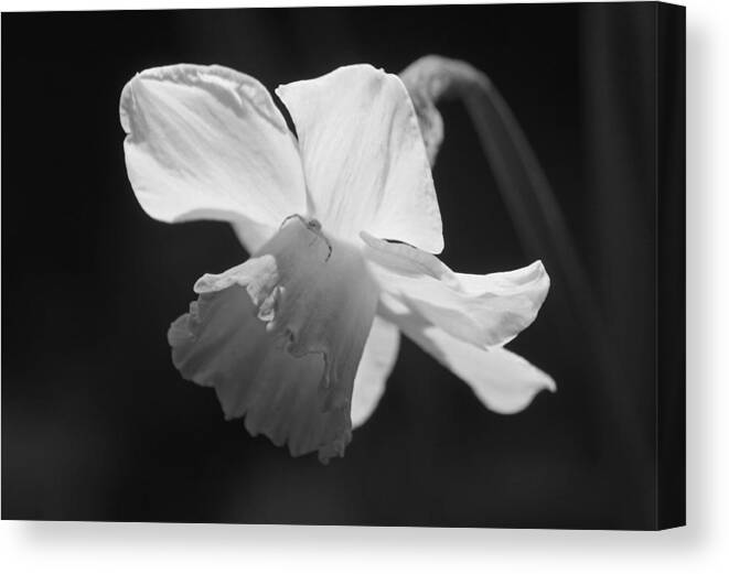 Photograph Canvas Print featuring the photograph Stunning - Black and White by Suzanne Gaff