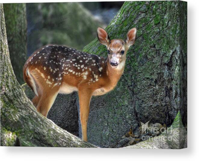 Deer Canvas Print featuring the photograph Such A Deer by Kathy Baccari