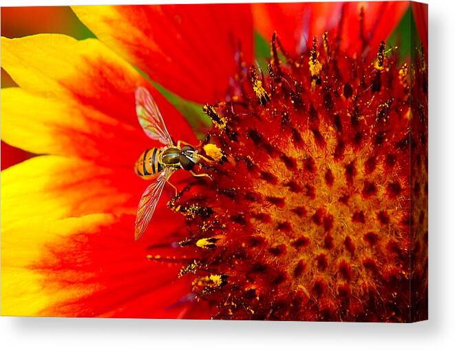 Buzz Canvas Print featuring the photograph Summer Day by Frozen in Time Fine Art Photography