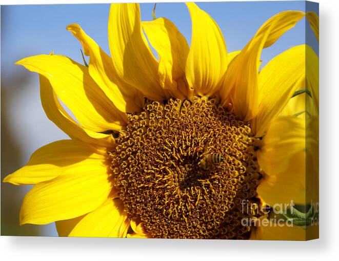 Sunflower Canvas Print featuring the photograph Summer Love by Linda Shafer