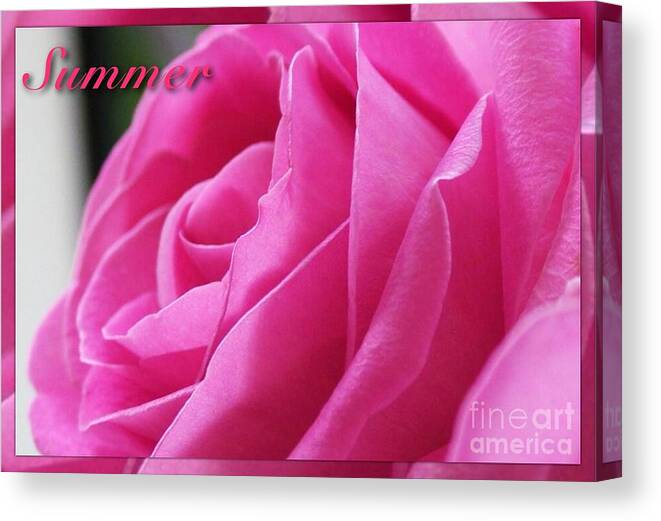 Roses Canvas Print featuring the photograph Summer Rose by Joan-Violet Stretch