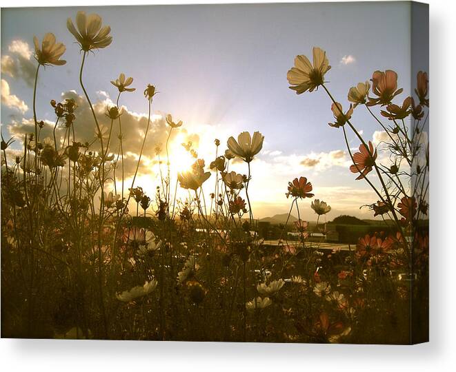 Beautiful Flowers Canvas Print featuring the photograph Sun Dance by HweeYen Ong