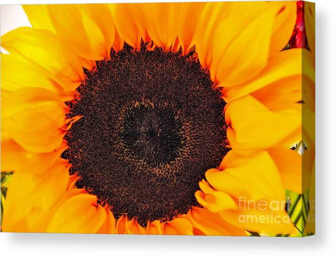Sunflower Design Canvas Print featuring the photograph Sun Delight by Angela J Wright