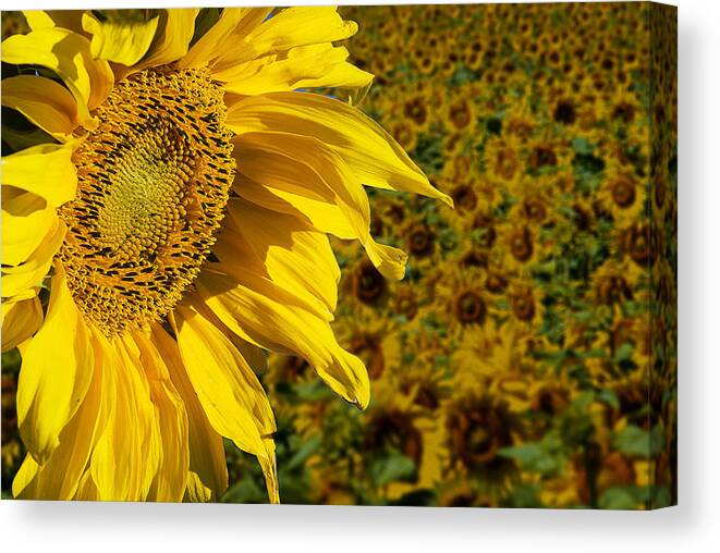 Sunflower Canvas Print featuring the photograph Sunflower by Donald Erickson