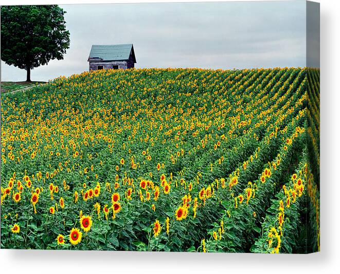 Sunflower Field In West Michigan Canvas Print featuring the photograph Sunflower Field in West Michigan by Kris Rasmusson