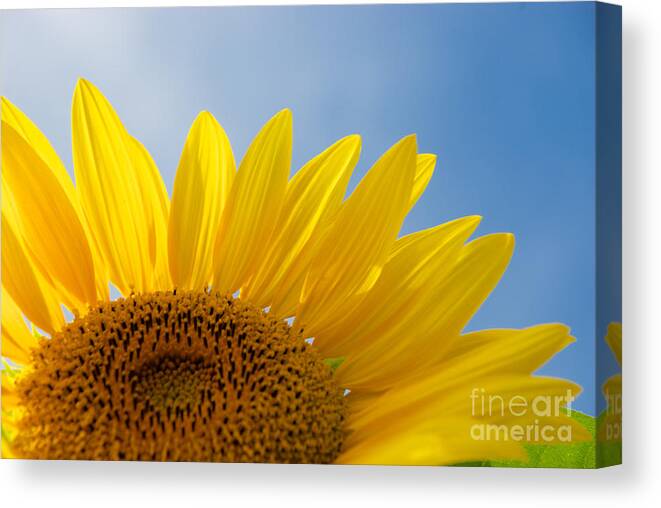 Clear Canvas Print featuring the photograph Sunflower Looking Up by Mark Dodd