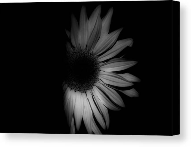 Sunflower-shaded-32-black And White Sunflower Canvas Print featuring the photograph Sunflower-shaded-32 by Rae Ann M Garrett