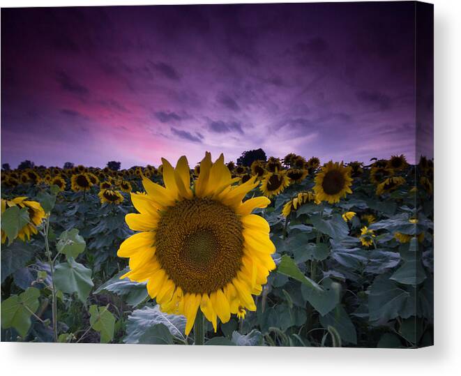 Sunflower Canvas Print featuring the photograph Sunflowers by Cale Best