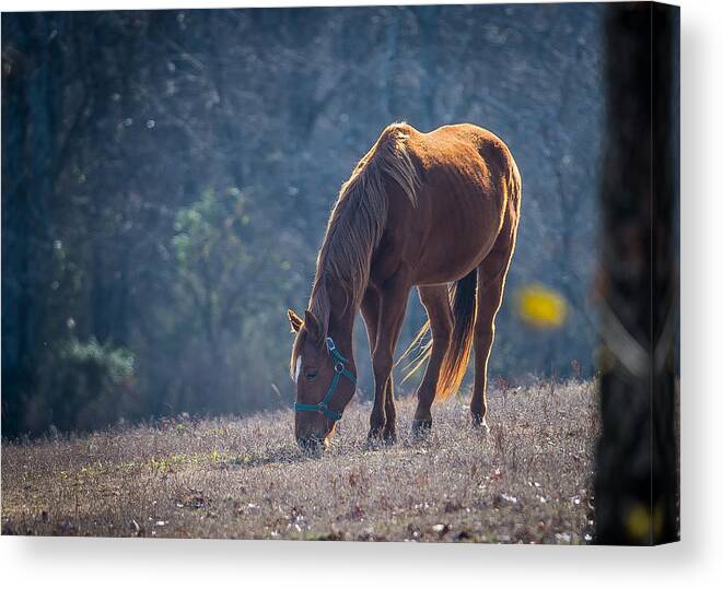 Horse Canvas Print featuring the photograph Sunny by David Downs