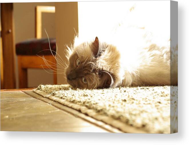 Cat Canvas Print featuring the photograph Sunny Jack by Cindy Johnston