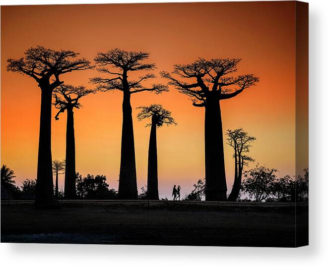 Landscape Canvas Print featuring the photograph Sunset In Morondava by Raymond Ren Rong