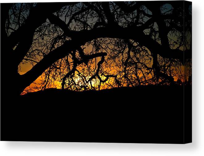 Sunset Oak Canvas Print featuring the photograph Sunset through the Oak by Liz Vernand