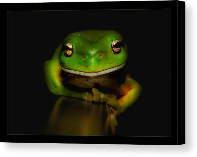 Green Frogs Australia Canvas Print featuring the photograph Super frog 01 by Kevin Chippindall