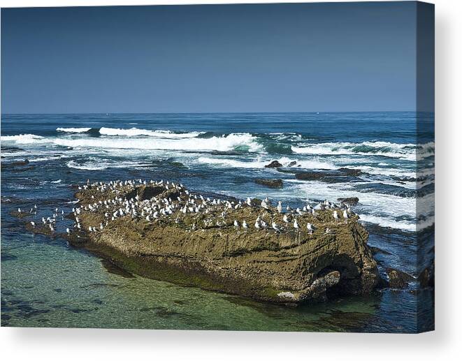 Ocean Canvas Print featuring the photograph Surf Waves at La Jolla California with Gulls perched on a Large Rock No. 0194 by Randall Nyhof