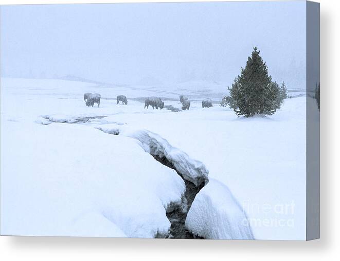 Landscape Canvas Print featuring the photograph Survival by Sandra Bronstein
