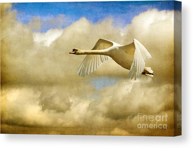 Nature Canvas Print featuring the photograph Swan Song by Lois Bryan