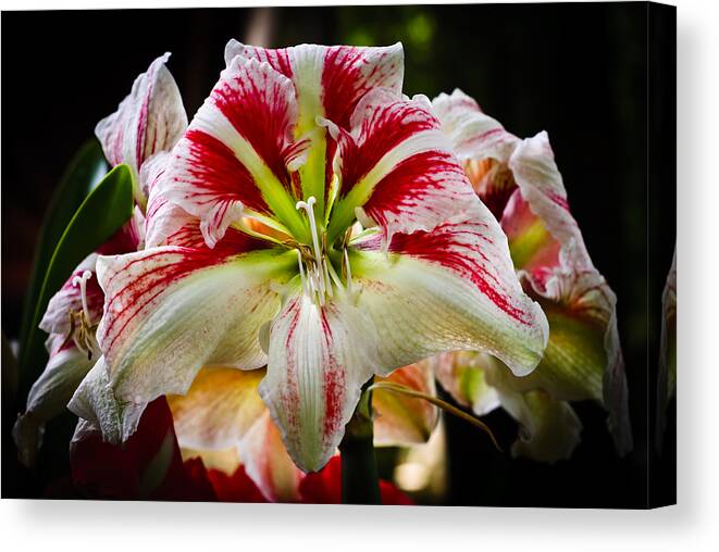 Amaryllis Canvas Print featuring the photograph Sweet Like Candy by Christi Kraft