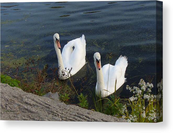 Nature Canvas Print featuring the photograph Synchronicity by Lingfai Leung