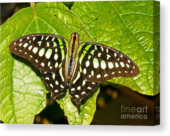 Nature Canvas Print featuring the photograph Tailed Jay Butterfly by Millard H. Sharp