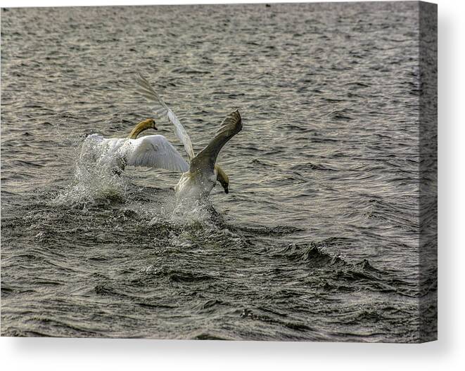 Swan Canvas Print featuring the photograph Take Off by Trevor Kersley