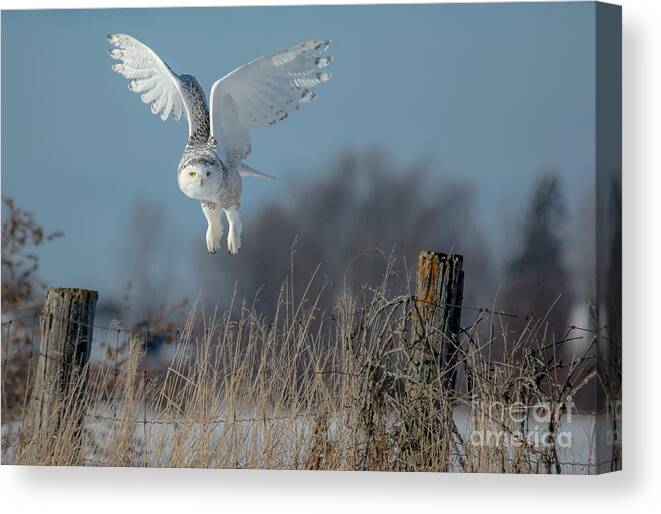 Field Canvas Print featuring the photograph Taking Off by Cheryl Baxter