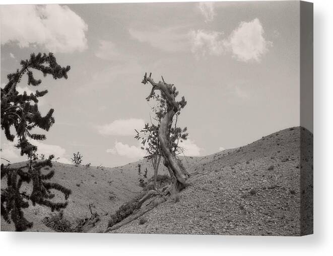 Utah Canvas Print featuring the photograph Talking Trees in Bryce Canyon by Carol Whaley Addassi