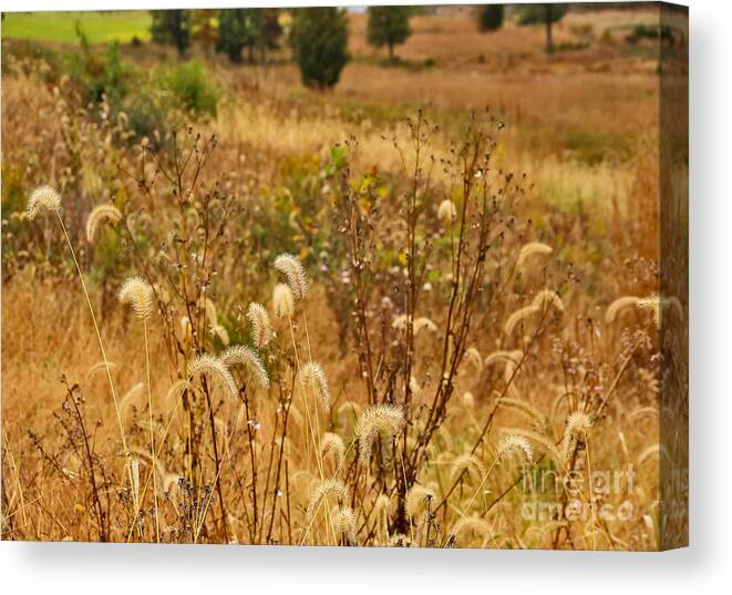 Tall Grass Canvas Print featuring the photograph Tall Grass of Gettysburg by SCB Captures