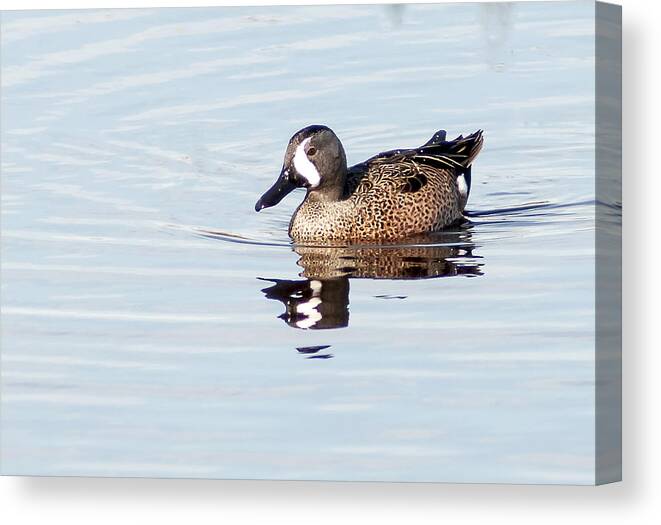 Blue Winged Teal Canvas Print featuring the photograph Teal Reflection by Norman Johnson