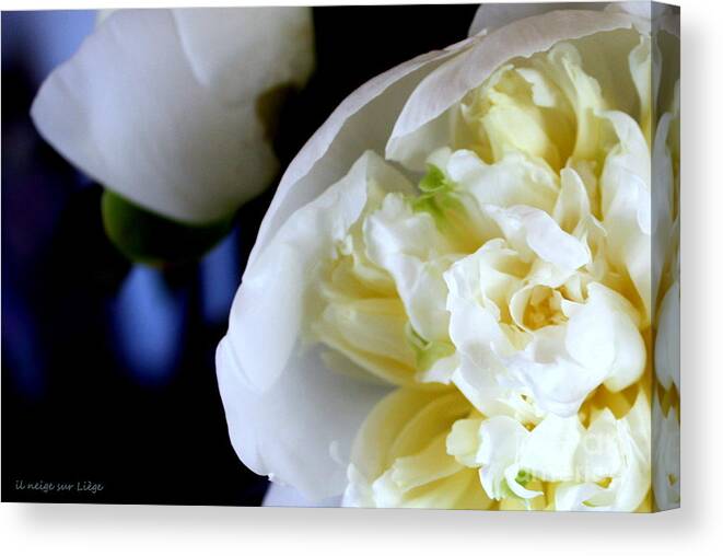 Flower Canvas Print featuring the photograph The beauty of a single flower by Mariana Costa Weldon
