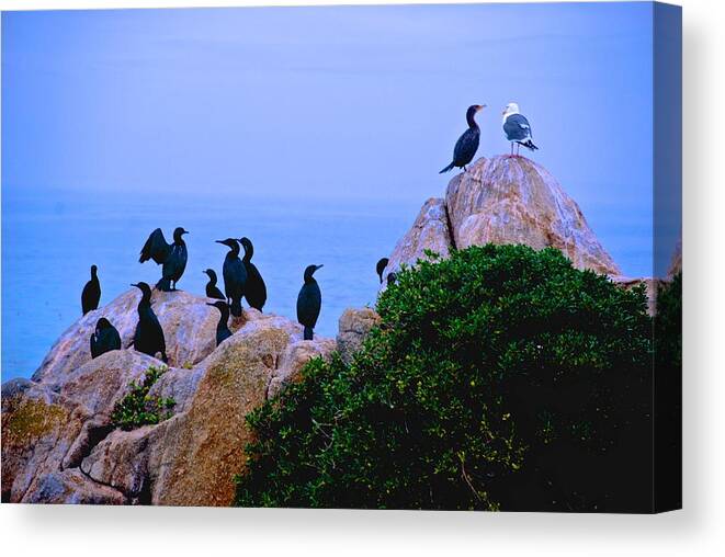 Cormorant Canvas Print featuring the photograph The Conversation by Eric Tressler