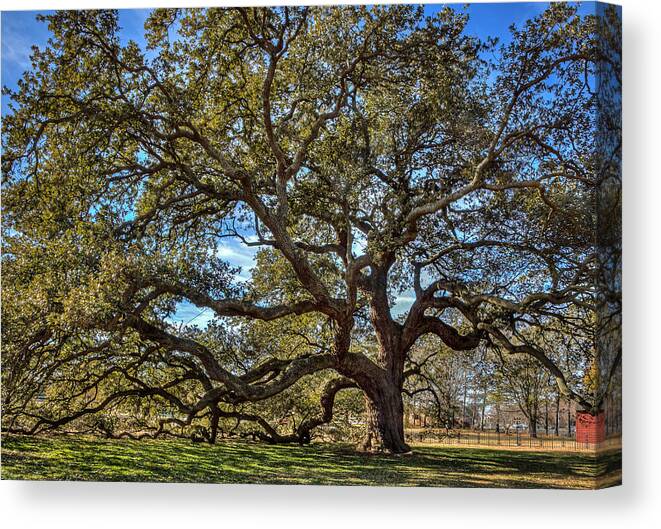 Emancipation Oak Canvas Print featuring the photograph The Emancipation Oak Tree at HU by Jerry Gammon