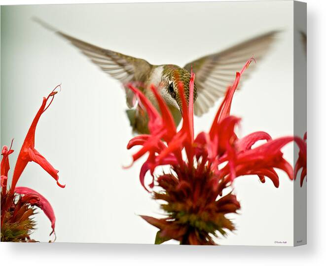 Birds Canvas Print featuring the photograph The Eye of the Hummingbird by Kristin Hatt