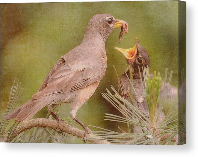 American Robin Canvas Print featuring the photograph The Feeding by Michelle Ayn Potter