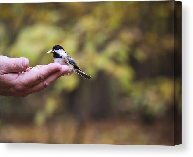 121020 Hilton Falls Bird Canvas Print featuring the photograph The friendly bird by Nick Mares