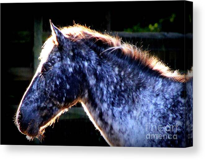 Horse Canvas Print featuring the photograph The Galaxy by Rabiah Seminole