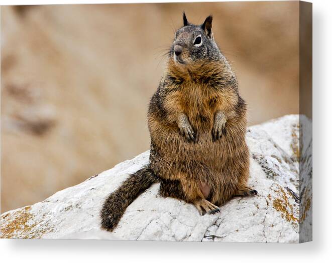 Animal Canvas Print featuring the photograph The Godfather by Shane Kelly