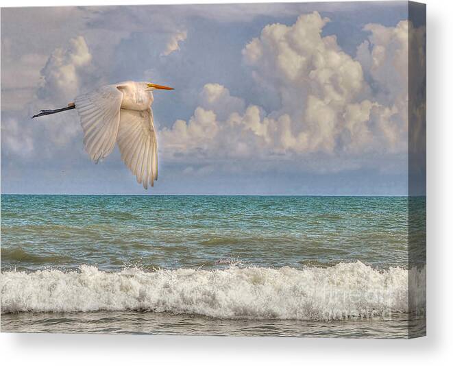 Beach Canvas Print featuring the photograph The Great Egret And The Ocean by Kathy Baccari