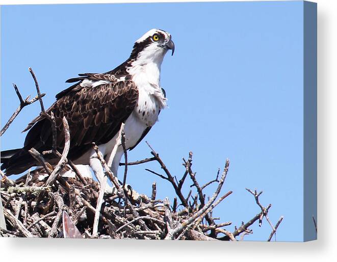 Osprey Canvas Print featuring the photograph The Hunter by Rosemary Aubut