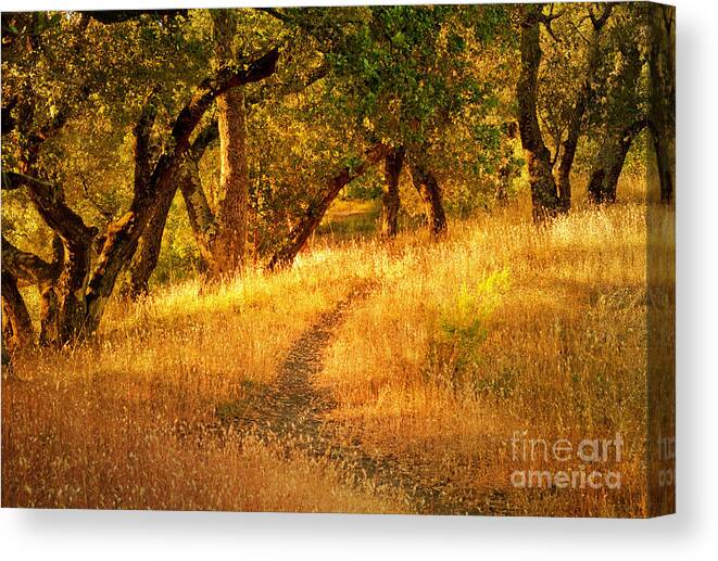 Landscapes Canvas Print featuring the photograph Late Afternoon Walk by Roselynne Broussard